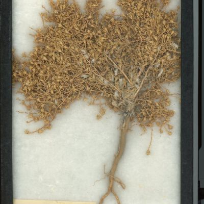 Plant Specimen, Mounted