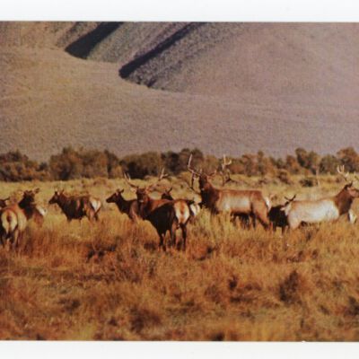 Print, Postcard