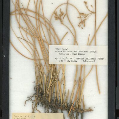 Plant Specimen, Mounted