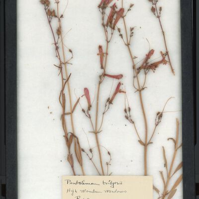 Plant Specimen, Mounted