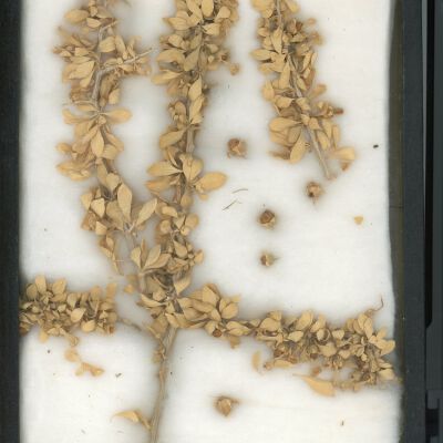 Plant Specimen, Mounted