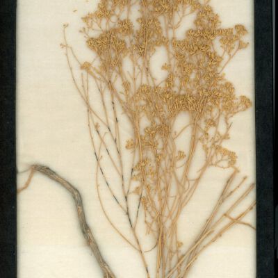Plant Specimen, Mounted
