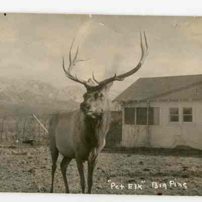 Pet Elk, Big Pine