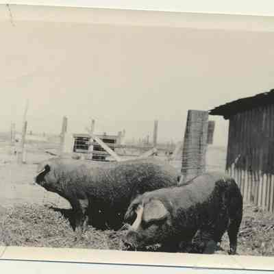 Print, Photographic