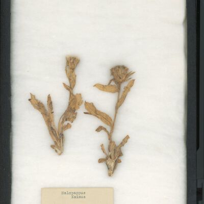 Plant Specimen, Mounted
