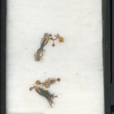 Plant Specimen, Mounted