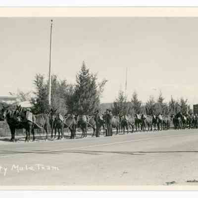 Twenty Mule Team
