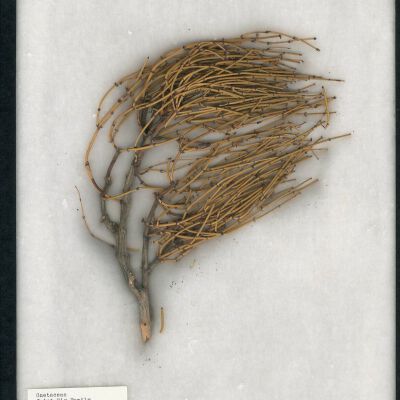 Plant Specimen, Mounted