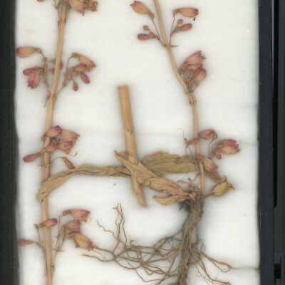 Plant Specimen, Mounted