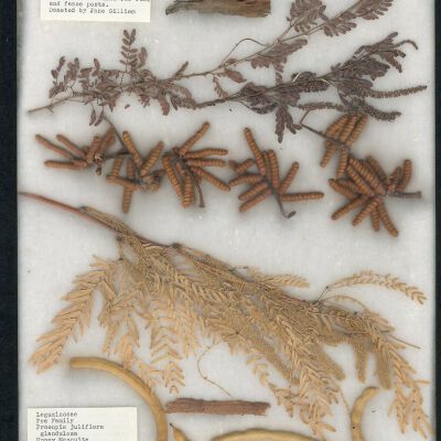 Plant Specimen, Mounted