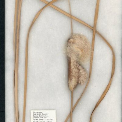 Plant Specimen, Mounted