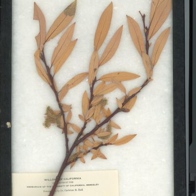 Plant Specimen, Mounted
