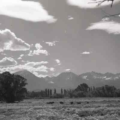 Print, Photographic