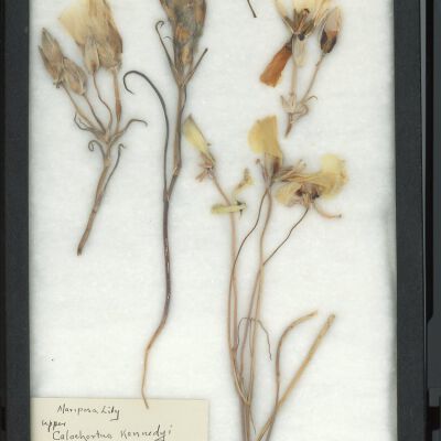 Plant Specimen, Mounted