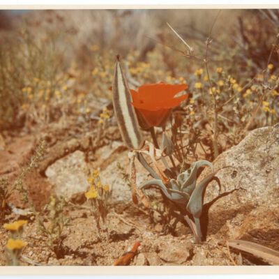 Print, Photographic