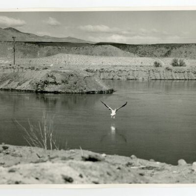 Print, Photographic