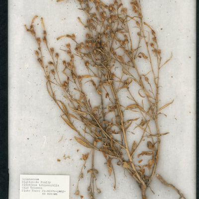 Plant Specimen, Mounted