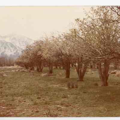 Print, Photographic