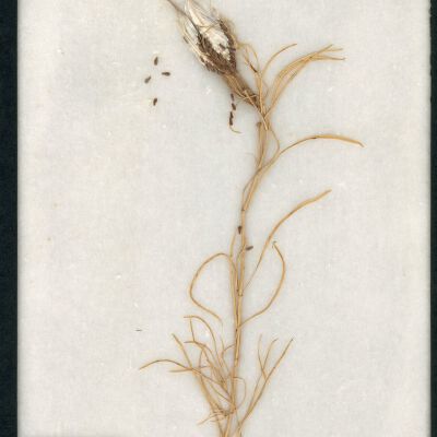 Plant Specimen, Mounted