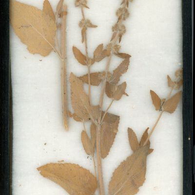 Plant Specimen, Mounted