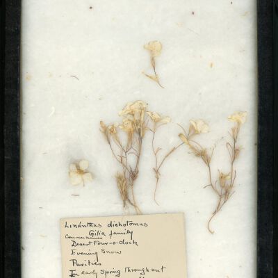 Plant Specimen, Mounted