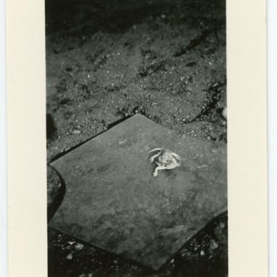 Print, Photographic