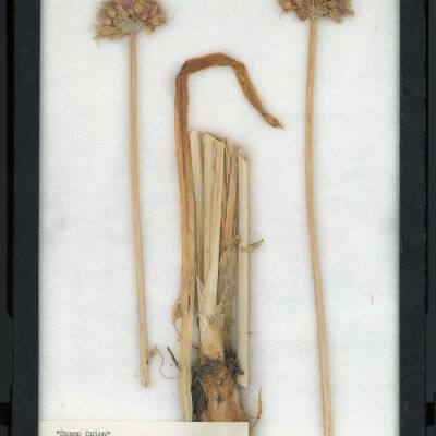 Plant Specimen, Mounted