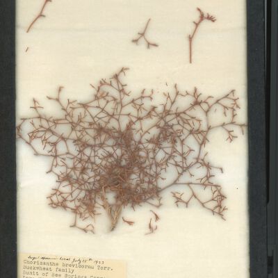 Plant Specimen, Mounted