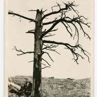 Tree on which convicts were hung thus giving Convict Lake its name