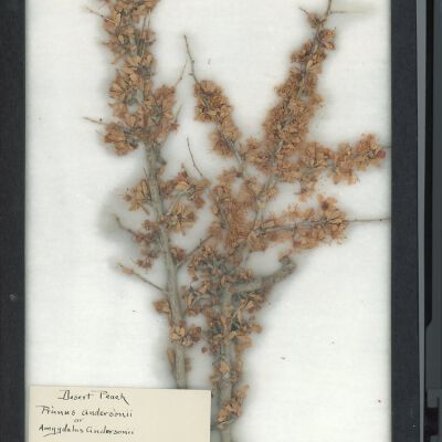 Plant Specimen, Mounted