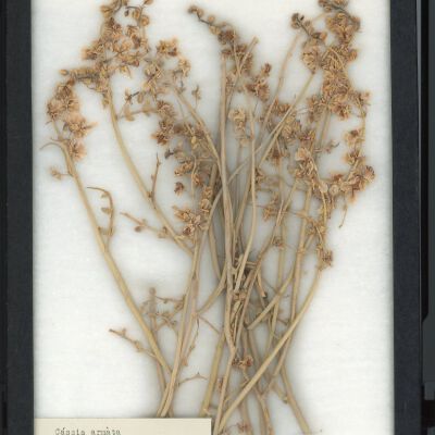 Plant Specimen, Mounted