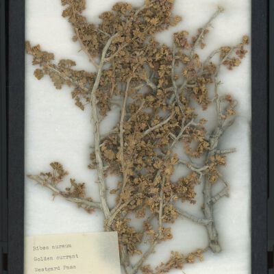 Plant Specimen, Mounted