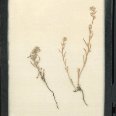 Plant Specimen, Mounted