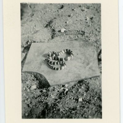 Print, Photographic