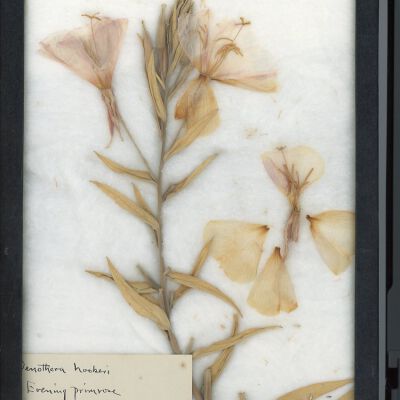 Plant Specimen, Mounted