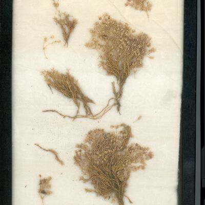 Plant Specimen, Mounted