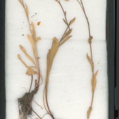 Plant Specimen, Mounted