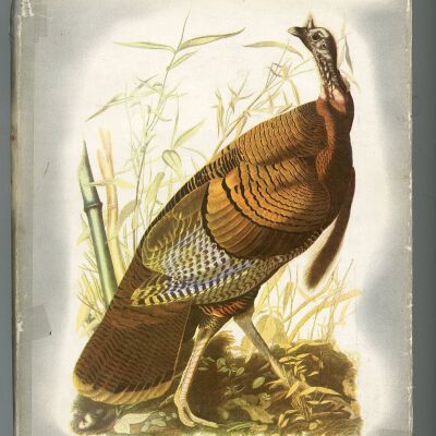 Birds of America
