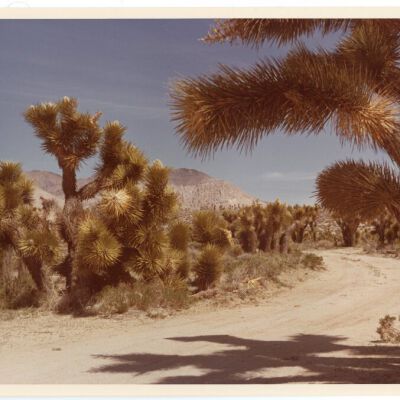 Print, Photographic