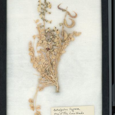 Plant Specimen, Mounted