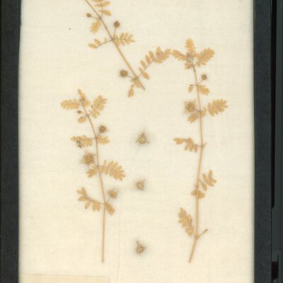 Plant Specimen, Mounted