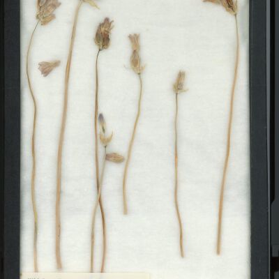 Plant Specimen, Mounted