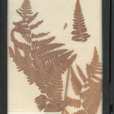Plant Specimen, Mounted