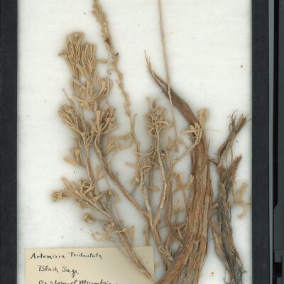 Plant Specimen, Mounted