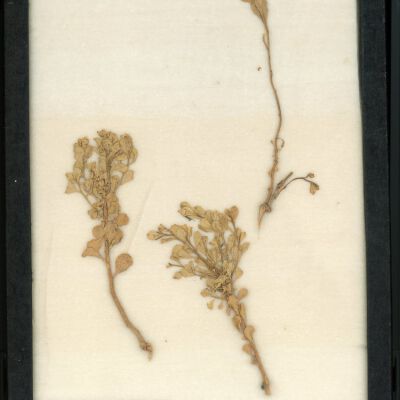 Plant Specimen, Mounted