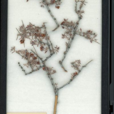 Plant Specimen, Mounted