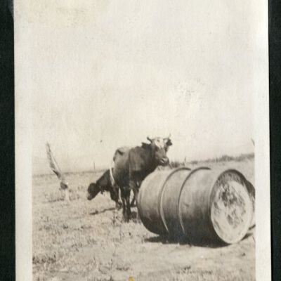 Print, Photographic