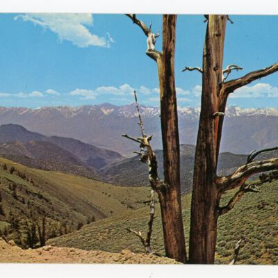 Print, Postcard