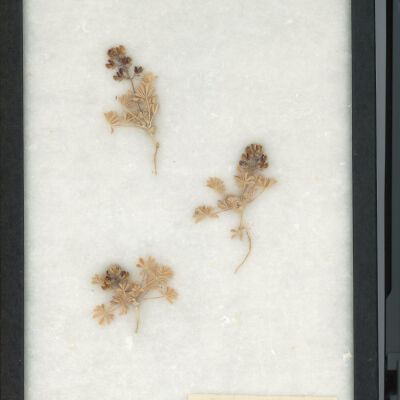 Plant Specimen, Mounted