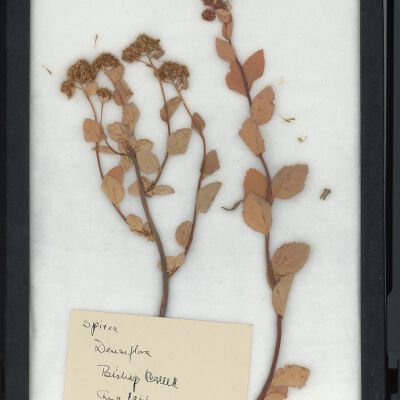 Plant Specimen, Mounted